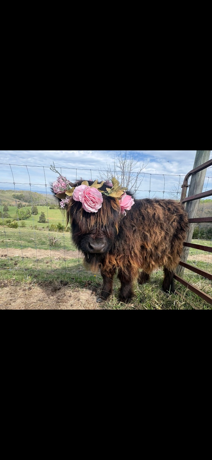 Coco