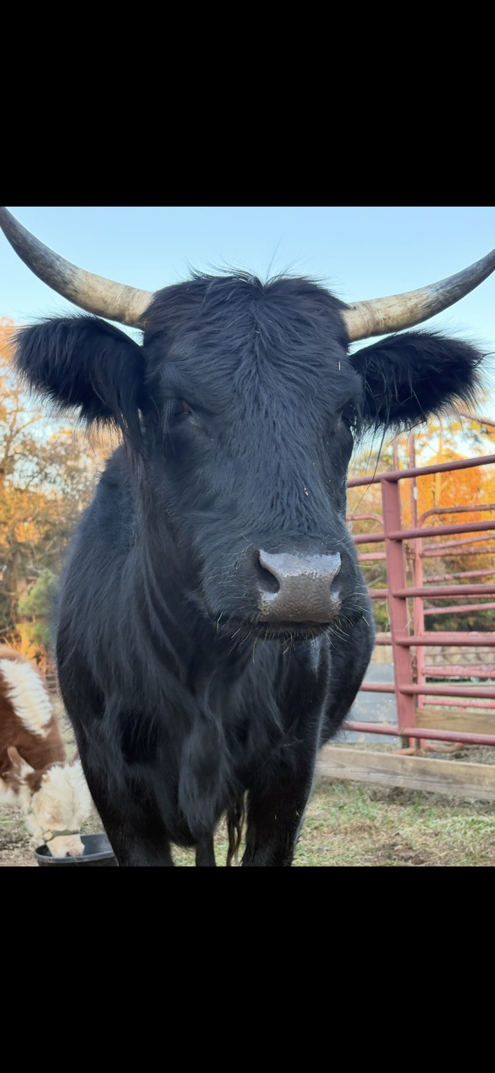 Maggie Moo