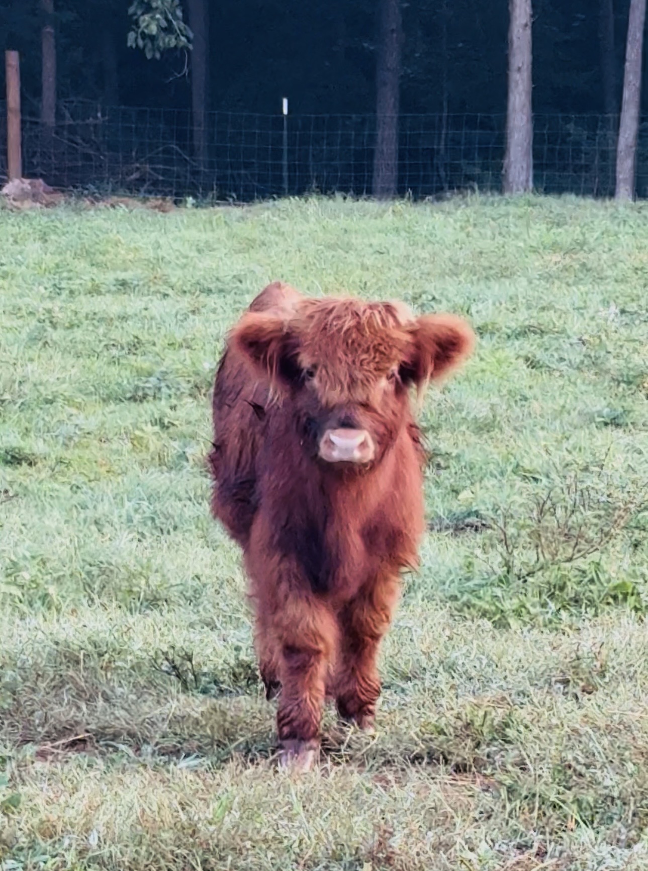 Petunia